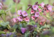 Pulmonaria officinalis Lungenkraut