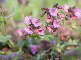 Pulmonaria officinalis Lungenkraut