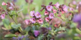 Pulmonaria officinalis Lungenkraut