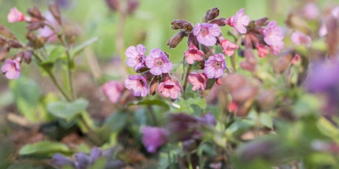 Pulmonaria officinalis Lungenkraut